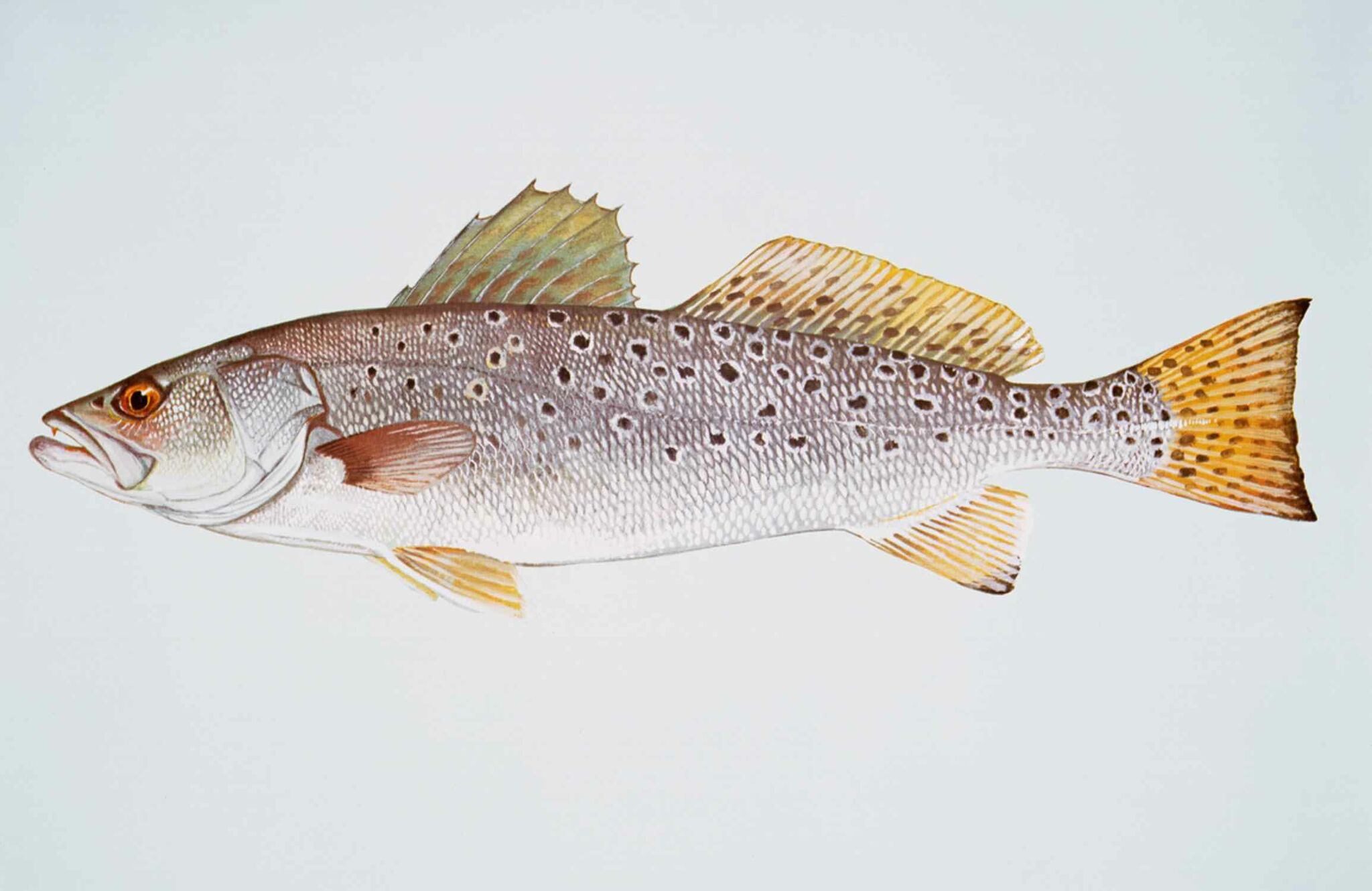 Speckled Trout (Cynoscion nebulosus)
