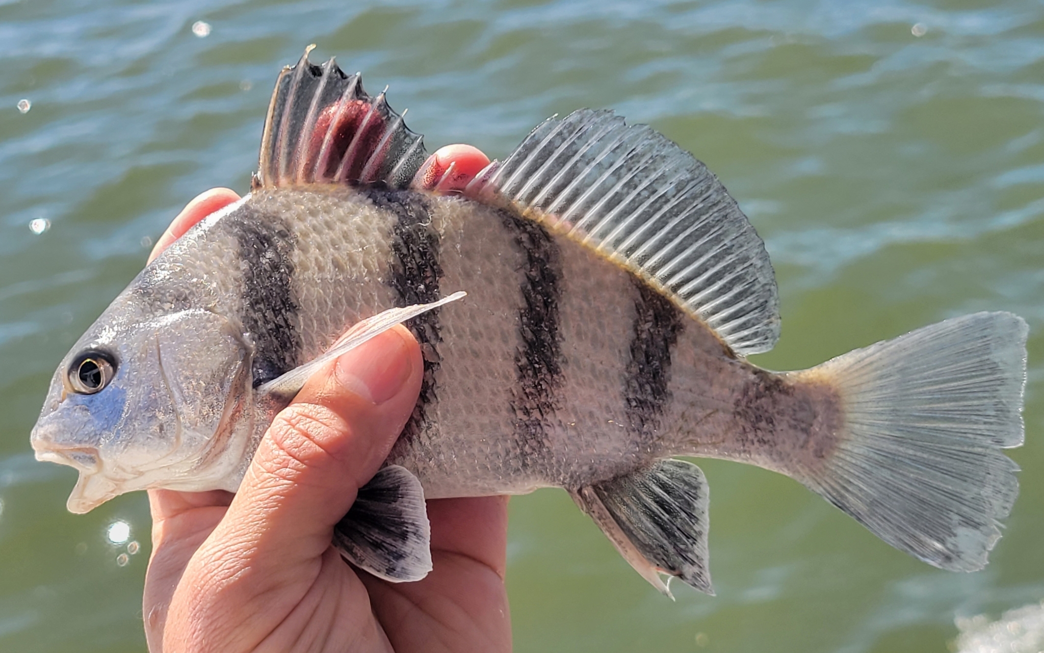 Juvenile Black Drum with vertical bars
