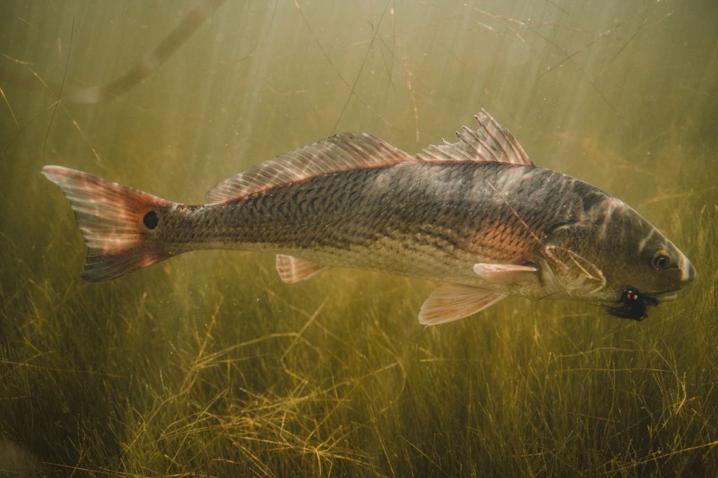 Red Drum swimming in Gulf waters