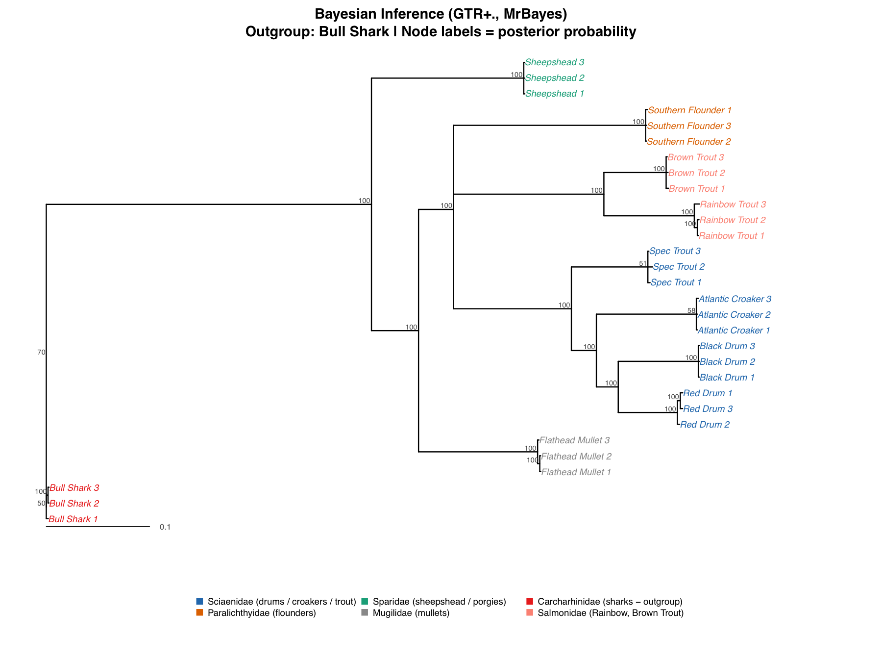Bayesian consensus tree