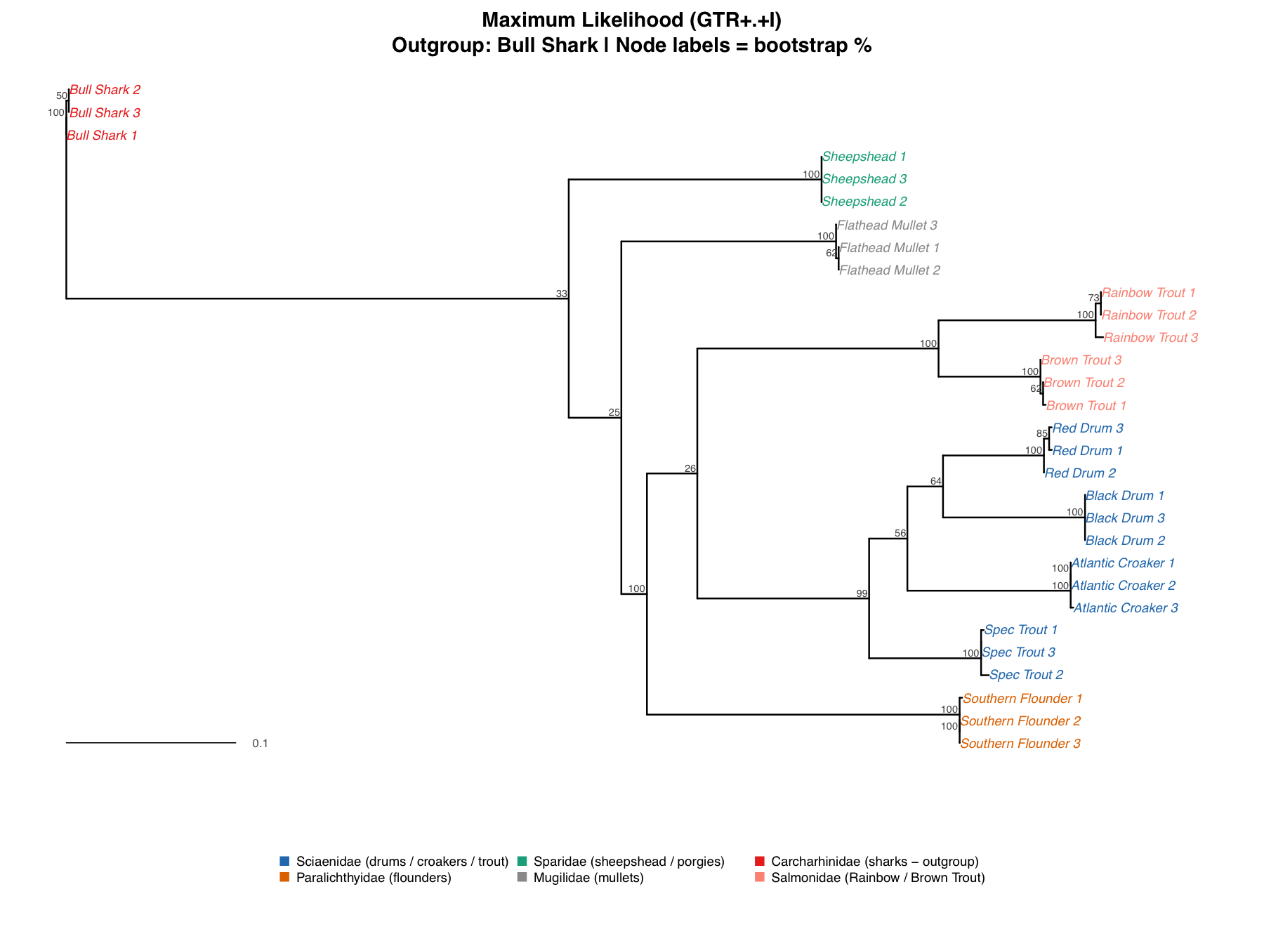 Maximum Likelihood tree